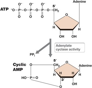 Synthesis of cyclic AMP from ATP