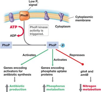 The phosphate (Pho) regulon of Streptomyces