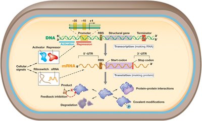 Gene expression and regulation of protein activity