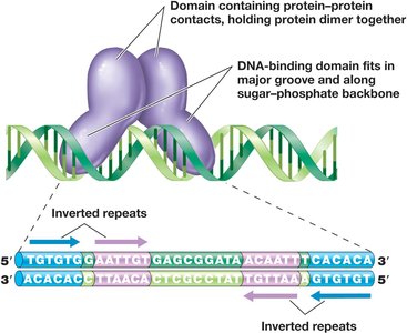 DNA-binding protein dimer interacting with inverted repeats in DNA