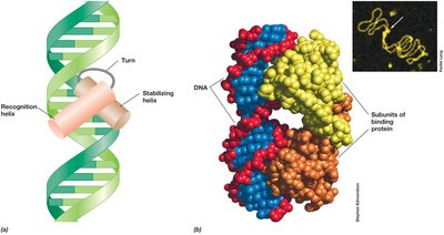 Helix-turn-helix structure of DNA-binding proteins