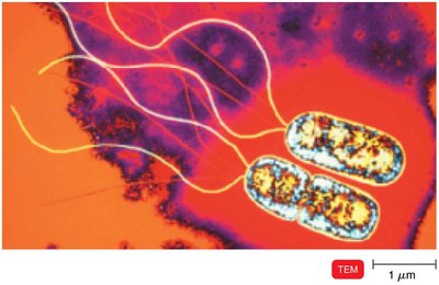 Pseudomonas with polar flagella
