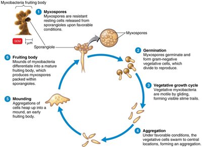 Myxococcales fruiting body and life cycle