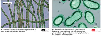 Filamentous cyanobacteria with heterocysts