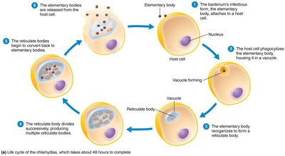 Chlamydias life cycle