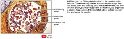 Chlamydophila in host cell cytoplasm