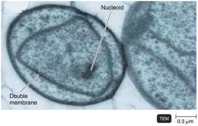 Gemmata obscuriglobus with double membrane