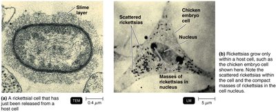 Rickettsia cells within host cell