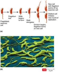 Caulobacter life cycle and stalk formation