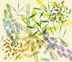 Various types of microbes