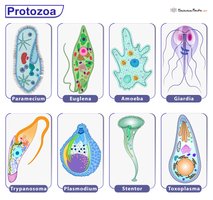 Examples of protozoa