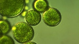 Microscopic image of algae