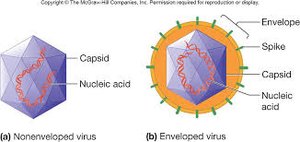 Diagram of nonenveloped and enveloped viruses