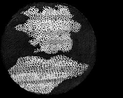Hooke's drawing of cork cells
