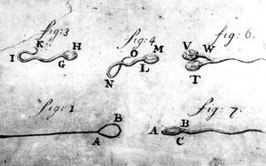 Drawings of animalcules by Leeuwenhoek