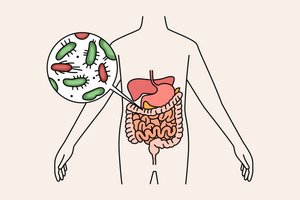 Microbes in the human digestive system
