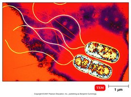 Pseudomonas aeruginosa with polar flagella