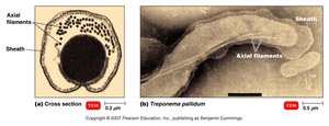 Spirochete structure with axial filaments