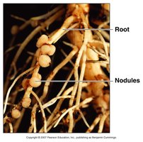 Root nodules with nitrogen-fixing bacteria