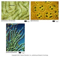 Cyanobacteria with heterocysts and branching filaments