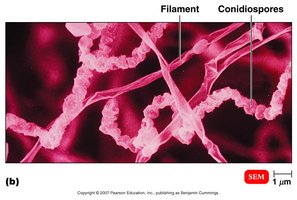 Actinomycete filaments and conidiospores