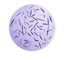Fusobacterium species with varied morphologies