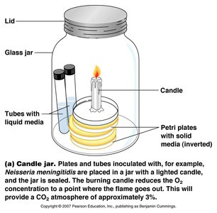 Candle jar for microaerophile cultivation