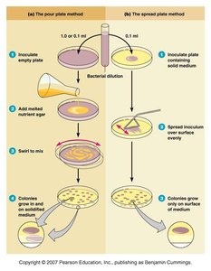 Pour plate and spread plate methods