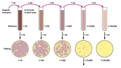 Serial dilution and plating (duplicate)
