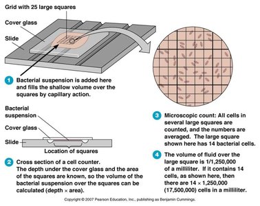 Direct microscopic count using a hemocytometer