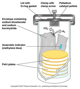 Anaerobic jar for culturing anaerobes