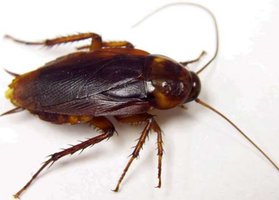 Cockroach as mechanical vector