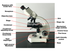 Labeled diagram of a compound light microscope