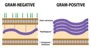 Diagram comparing Gram-negative and Gram-positive bacterial cell walls
