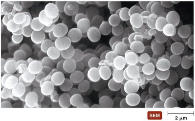 Scanning electron micrograph of Staphylococcus cells