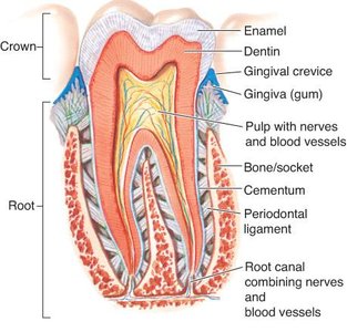 Anatomy of a tooth