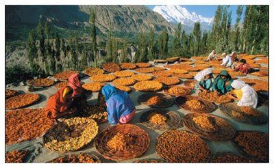Desiccation as a means of preserving apricots