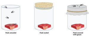 Redi's experiment - meat in a jar.