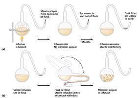 Pasteur's experiment - sterile broth in open flasks.