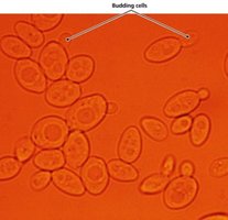 Picture of budding yeast cells. Unicellular organism.