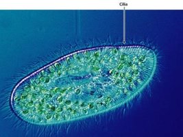 Picture of a protozoan with cilia.