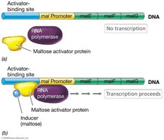 Maltose activator protein binding to DNA and RNA polymerase