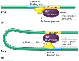 DNA looping and activator protein facilitating transcription
