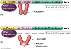 Lac operon regulation by repressor and inducer