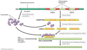 CRISPR mechanism and Cas protein function