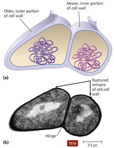 Snapping division in prokaryotes