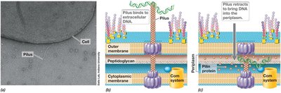 Transformation: DNA uptake and recombination