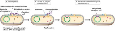 Pilus-mediated DNA uptake during transformation