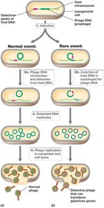 Specialized transduction: transfer of specific genes by lysogenic phage