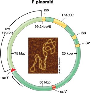 Conjugation: plasmid transfer between bacterial cells